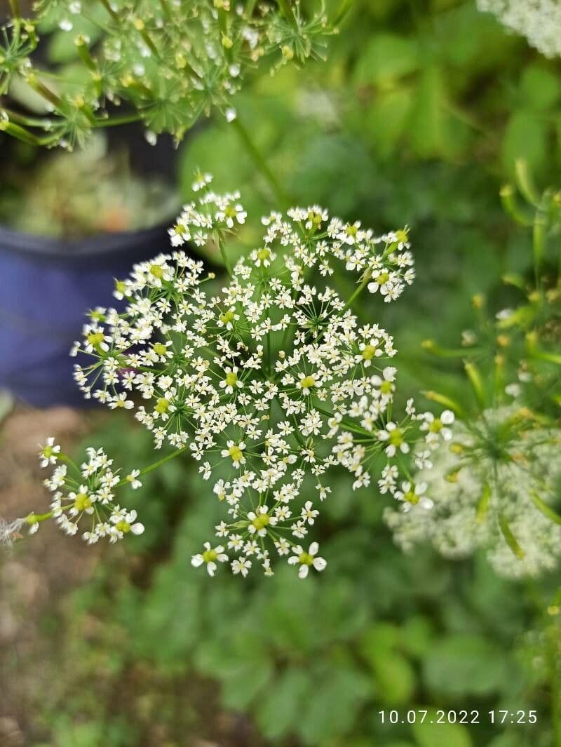 Cerfoglio aromatico 6