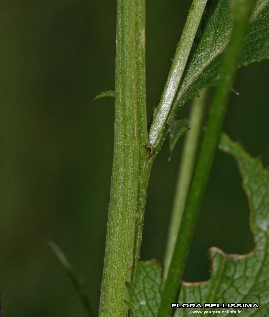 Serratula comune 21