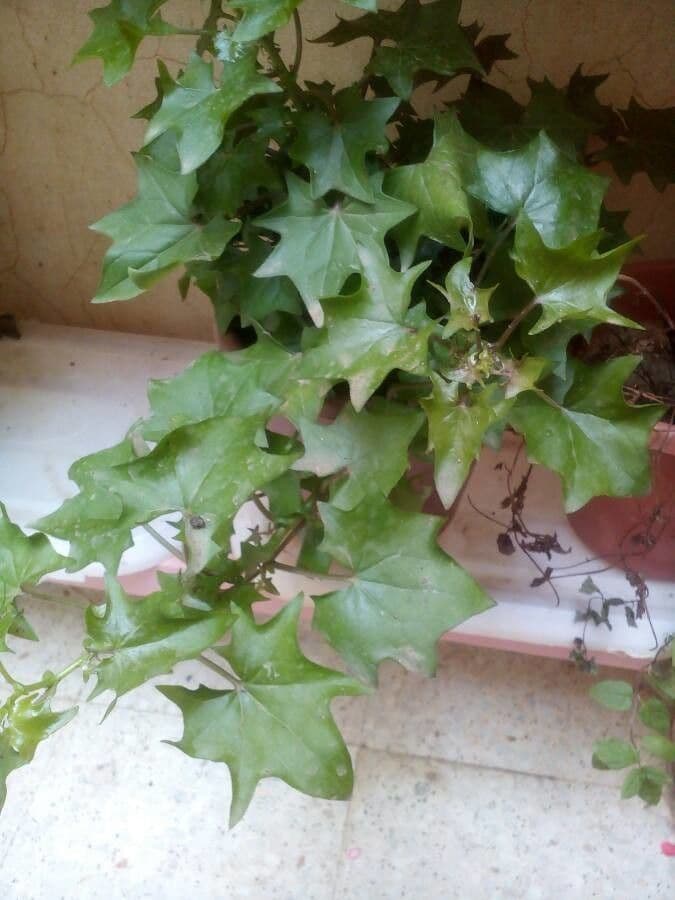 Delairea odorata 16
