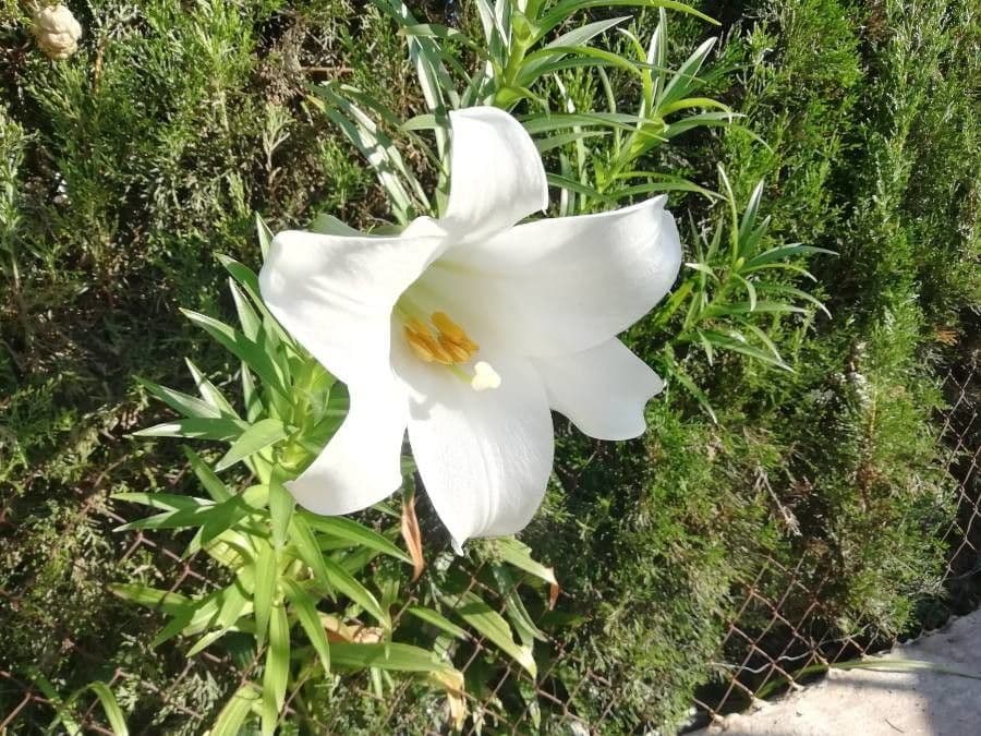 Giglio di Pasqua 4