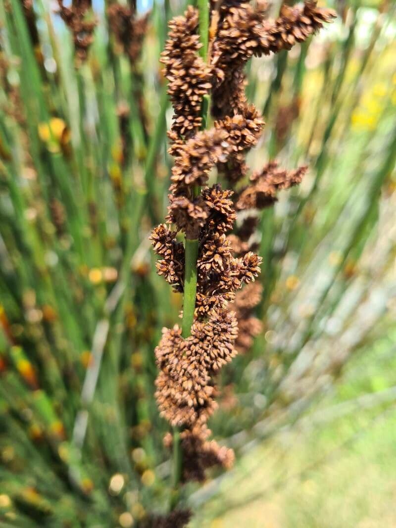 Elegia 5