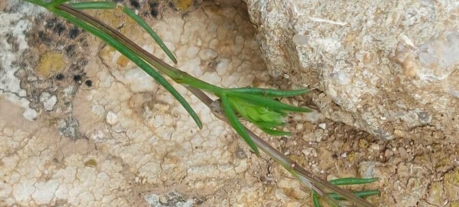 Ammoides pusilla 11