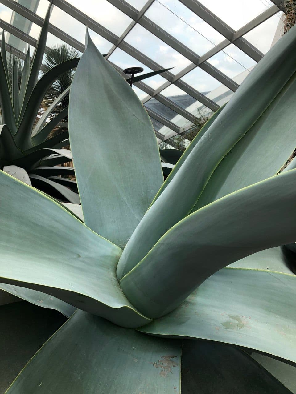 Agave 16