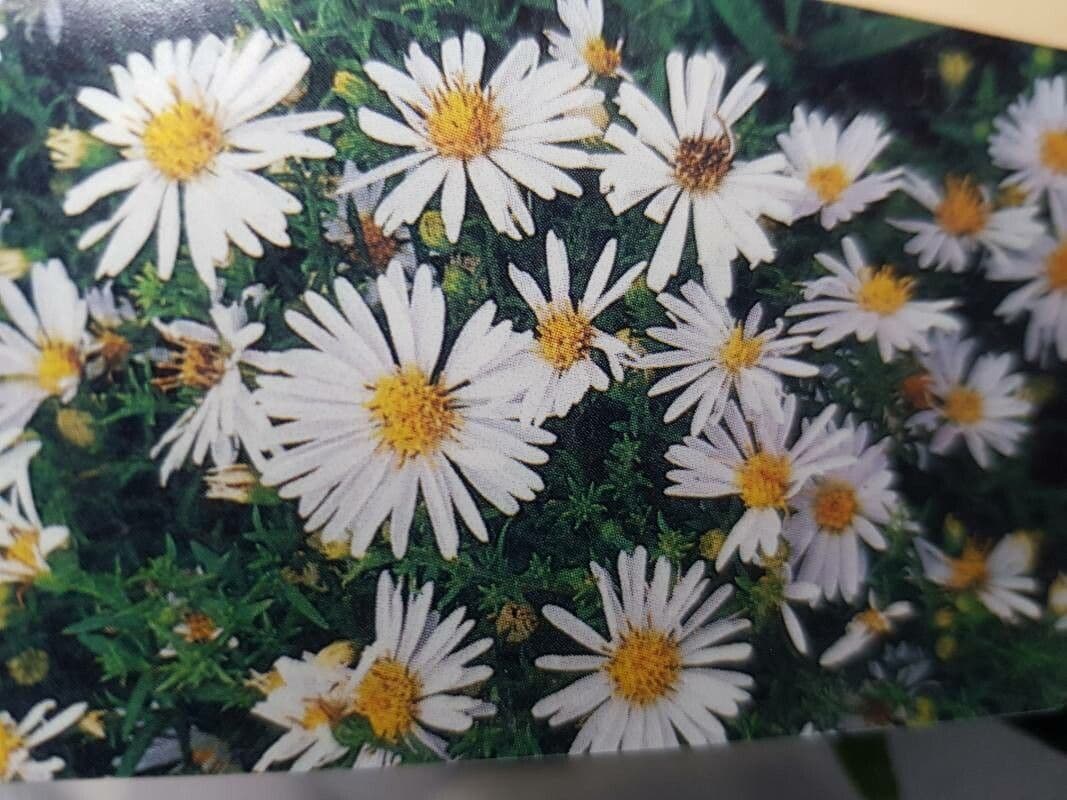 Busch-Aster 3