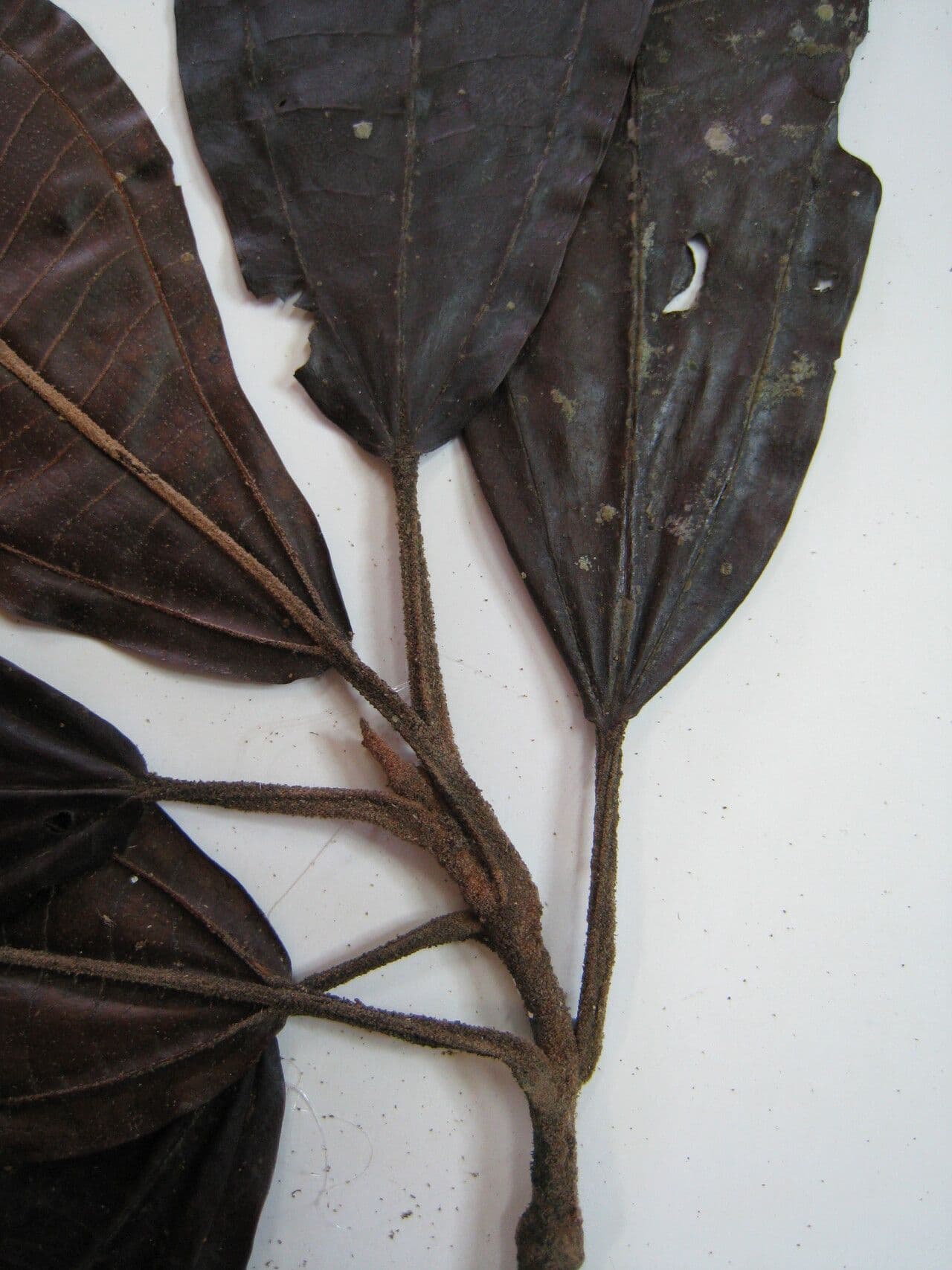 Miconia 4