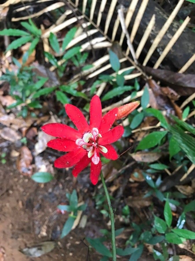 Passiflore écarlate 7