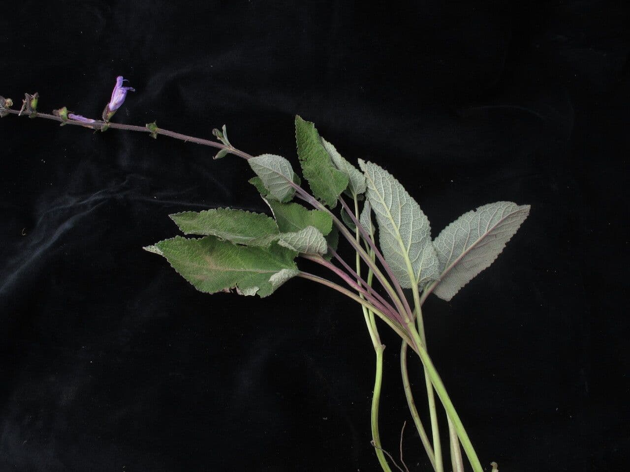 Salvia 4
