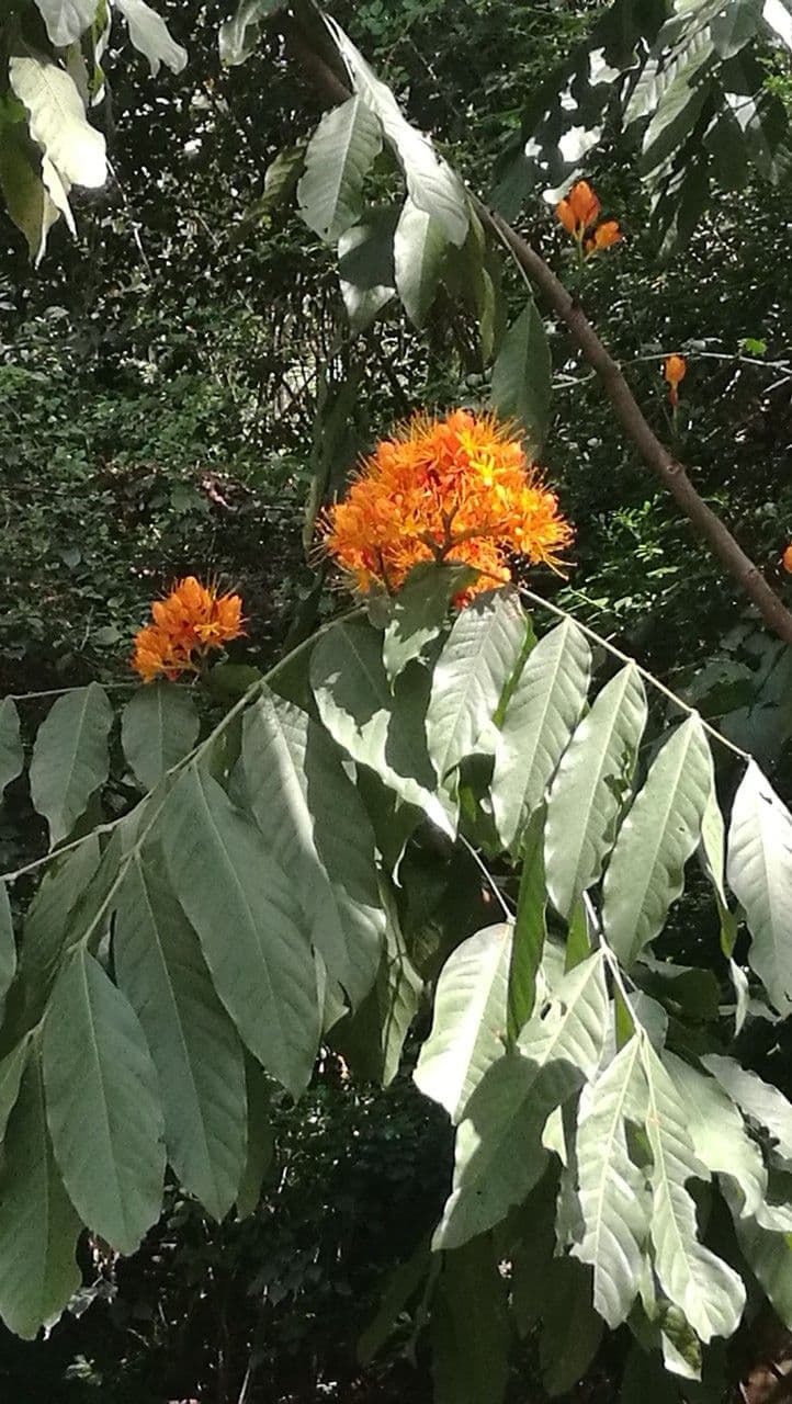 Ashoka 3