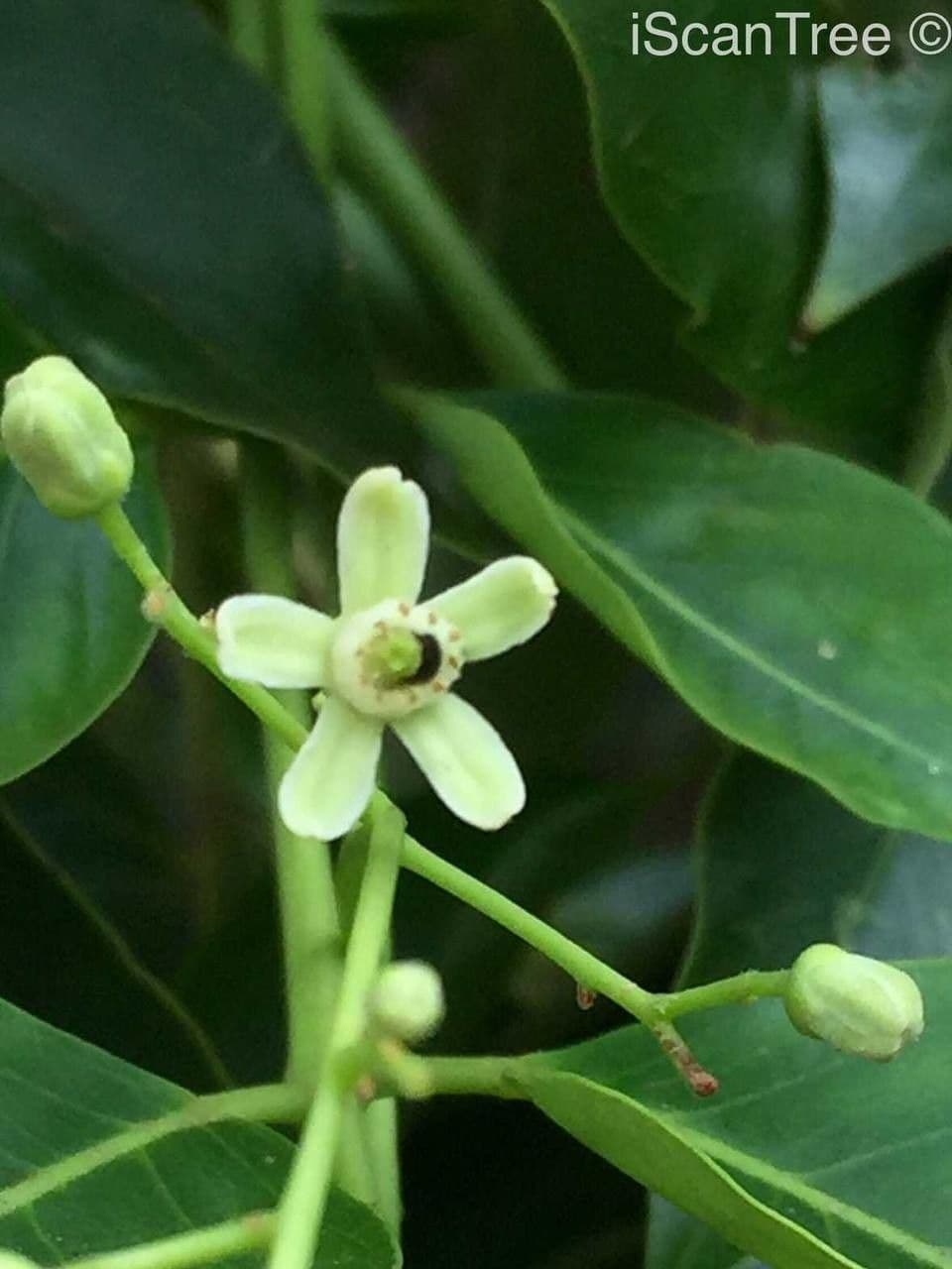 Ekebergia 7