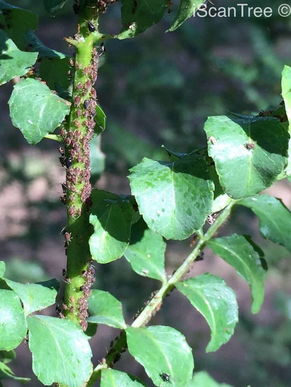 Zanthoxylum 11