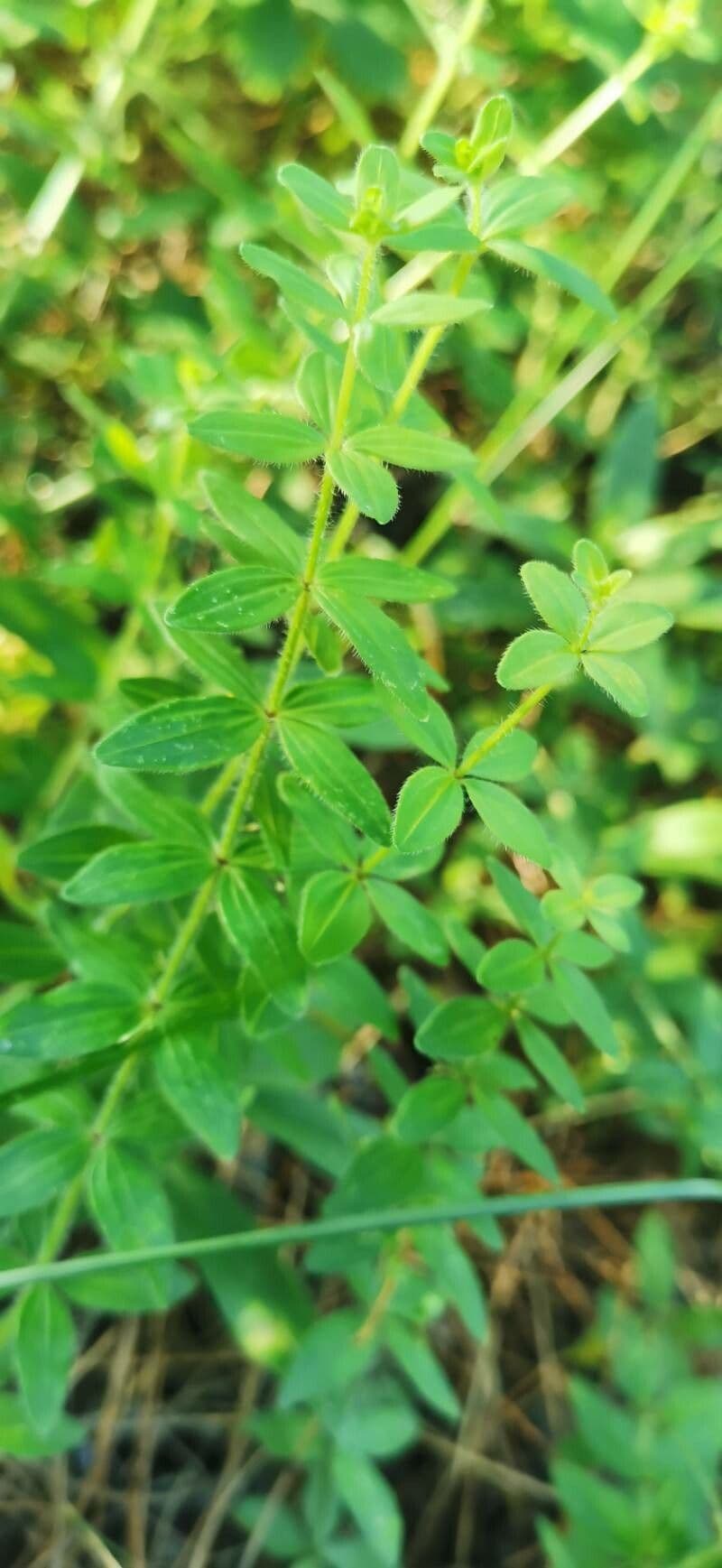 Crocettona glabra 8
