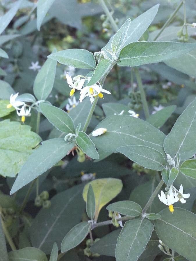 Solanum chenopodioides 9