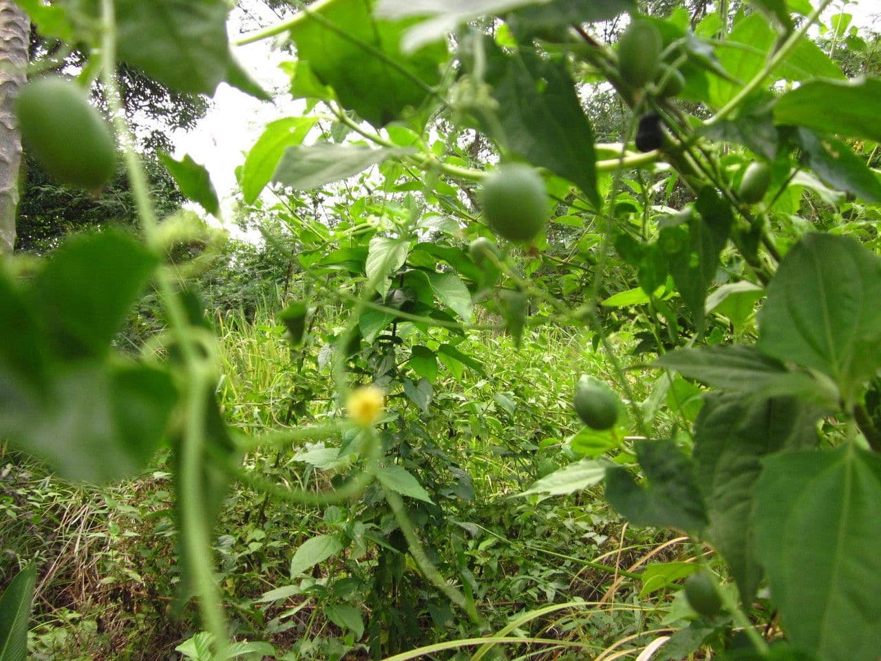 Melothria pendula 13