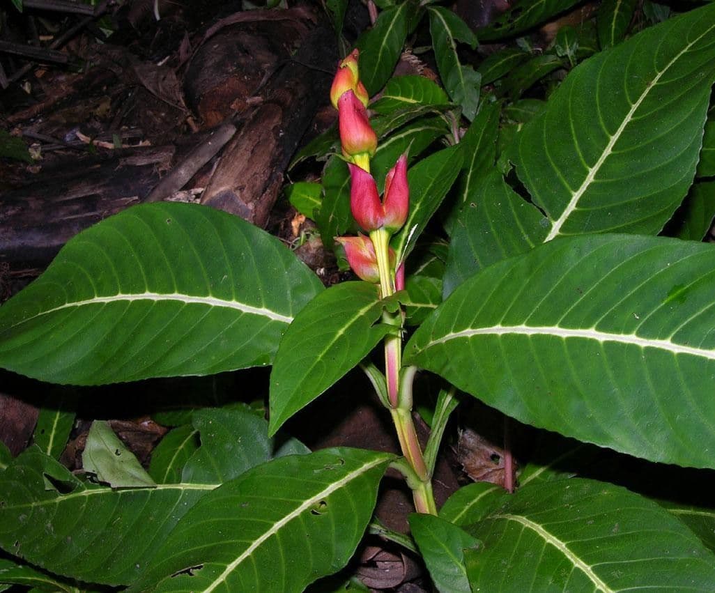Kleinblättrige Sanchezia 8