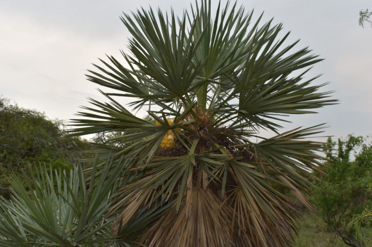 Trithrinax polny 5