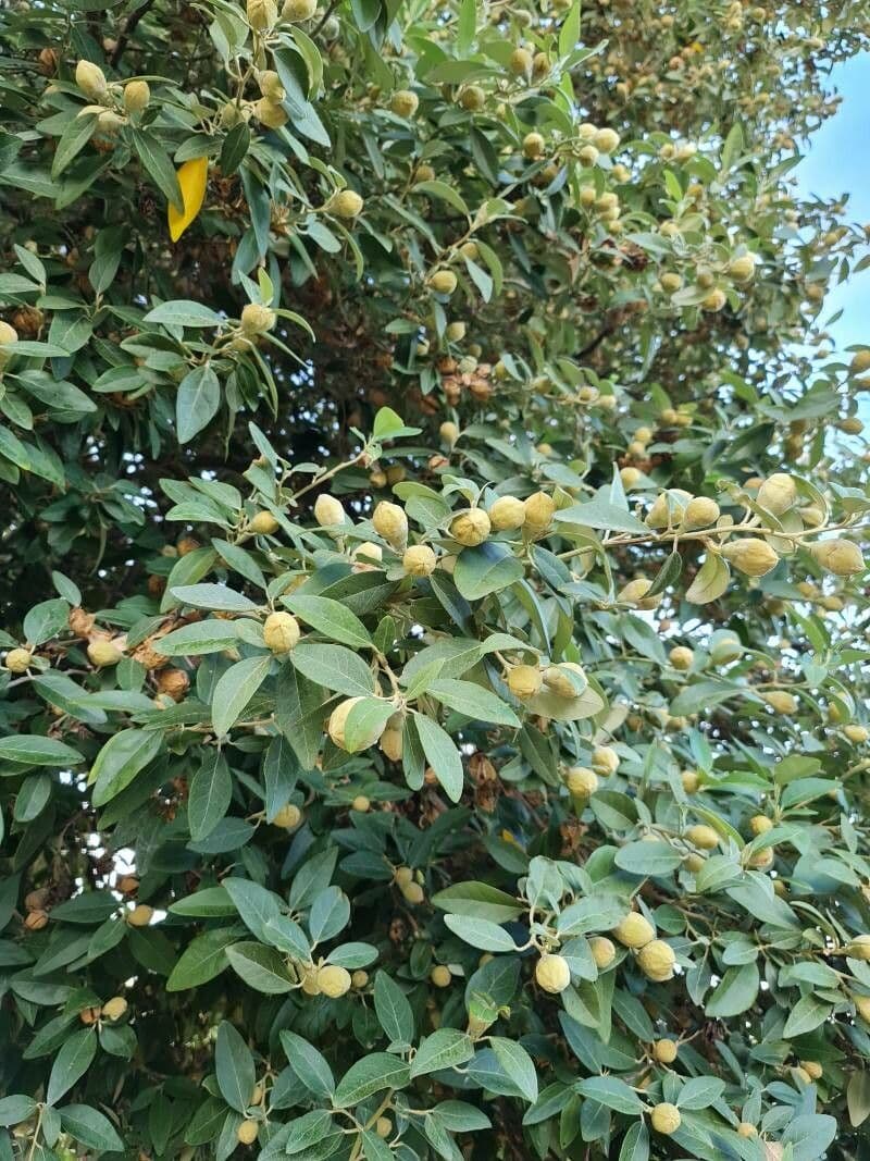 Juckbaum 5