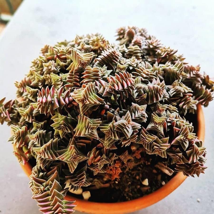 Crassula 5