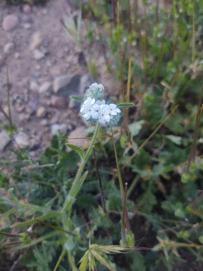 Cryptantha 4