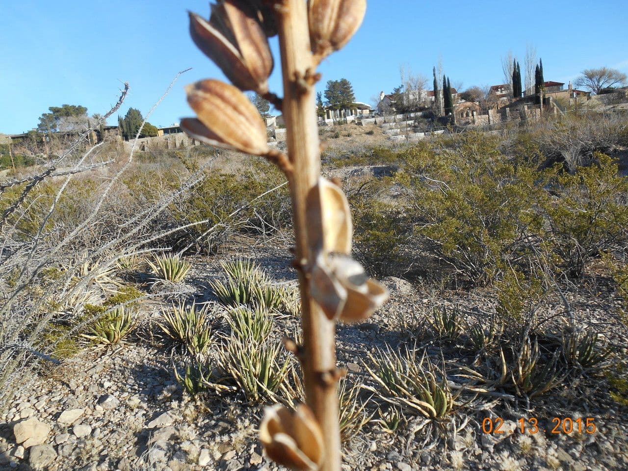 Agave lechuguilla 4