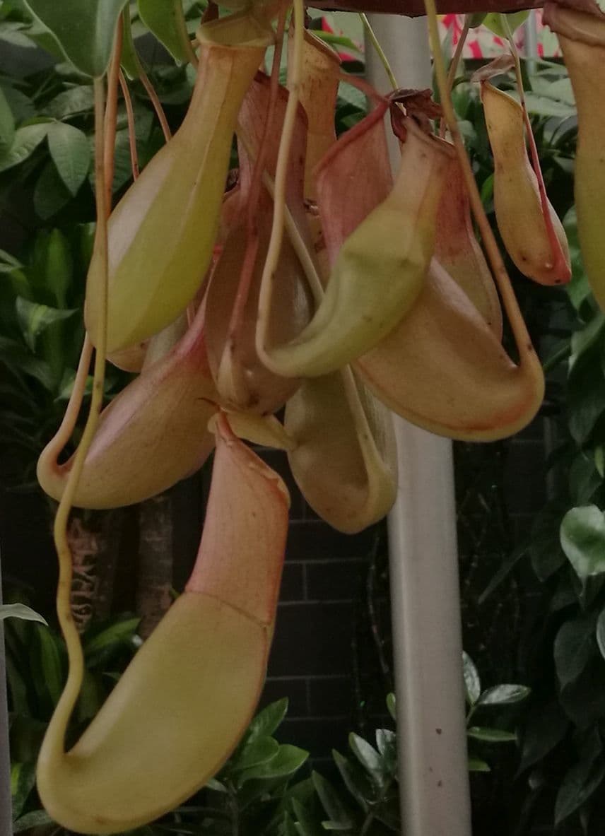 Pianta brocca mirabile 4