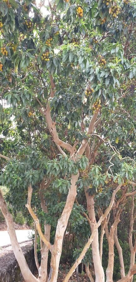 Albero di fragole 25