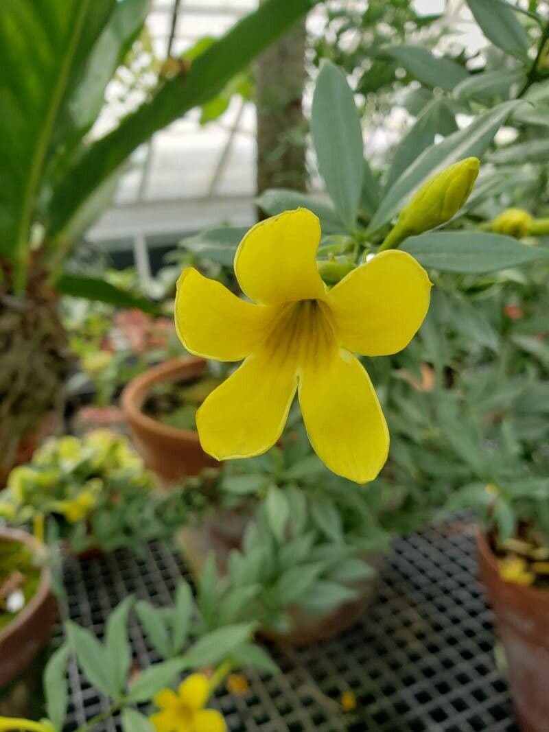 Busch-Allamanda 4