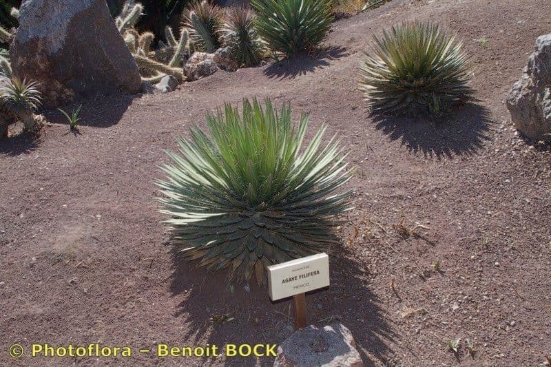 Agave filifera 20