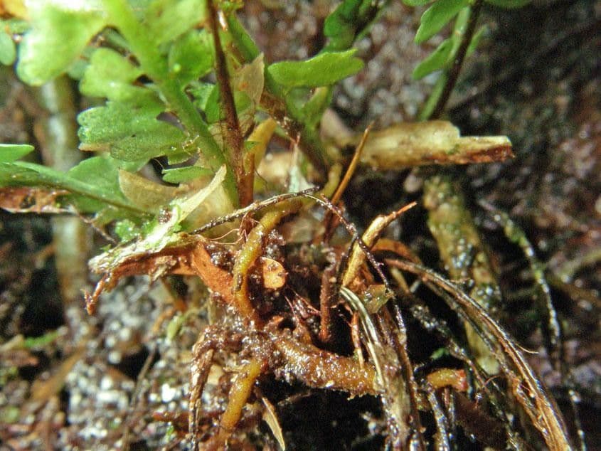 Asplénium ptéropus