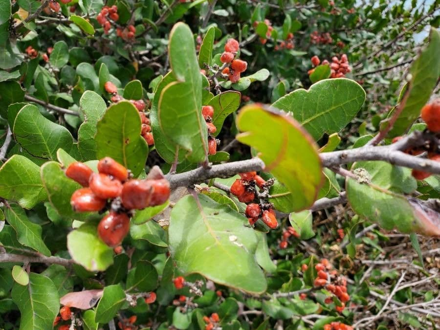 Sumac citronový 2