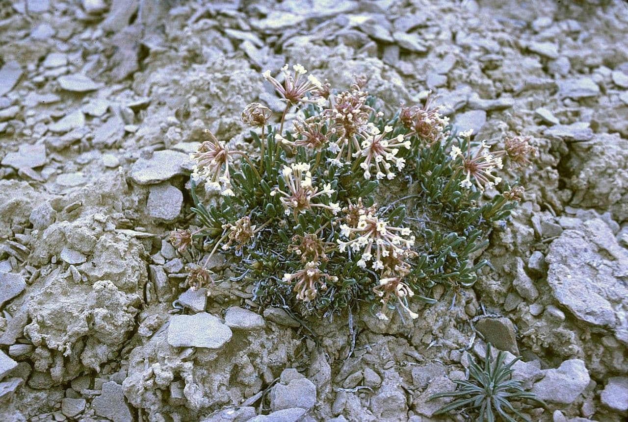 Abronia