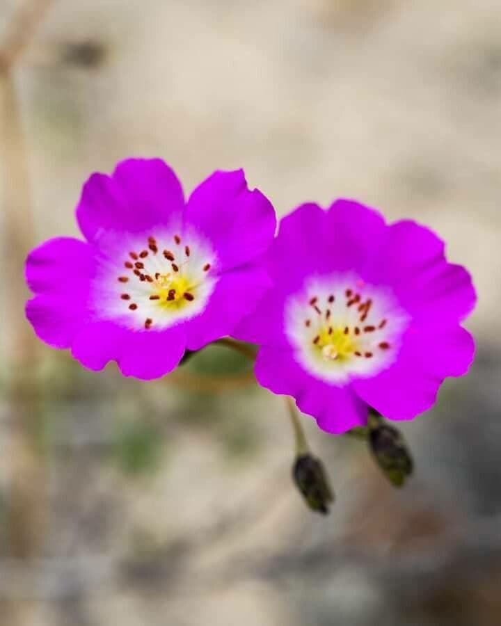 Cistanthe