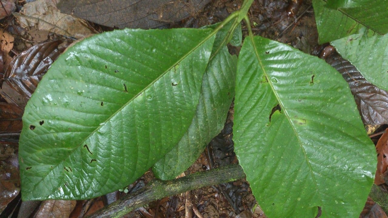 Siparuna pauciflora 7