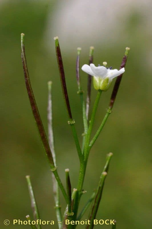 Gadia asarifolia 5