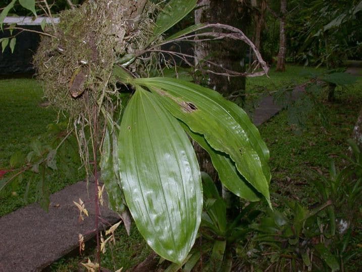 Gongora 16