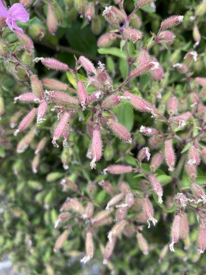 Saponaria rossa 4