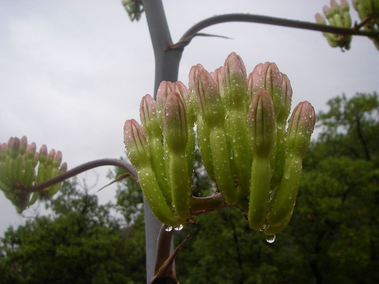 Agave 2