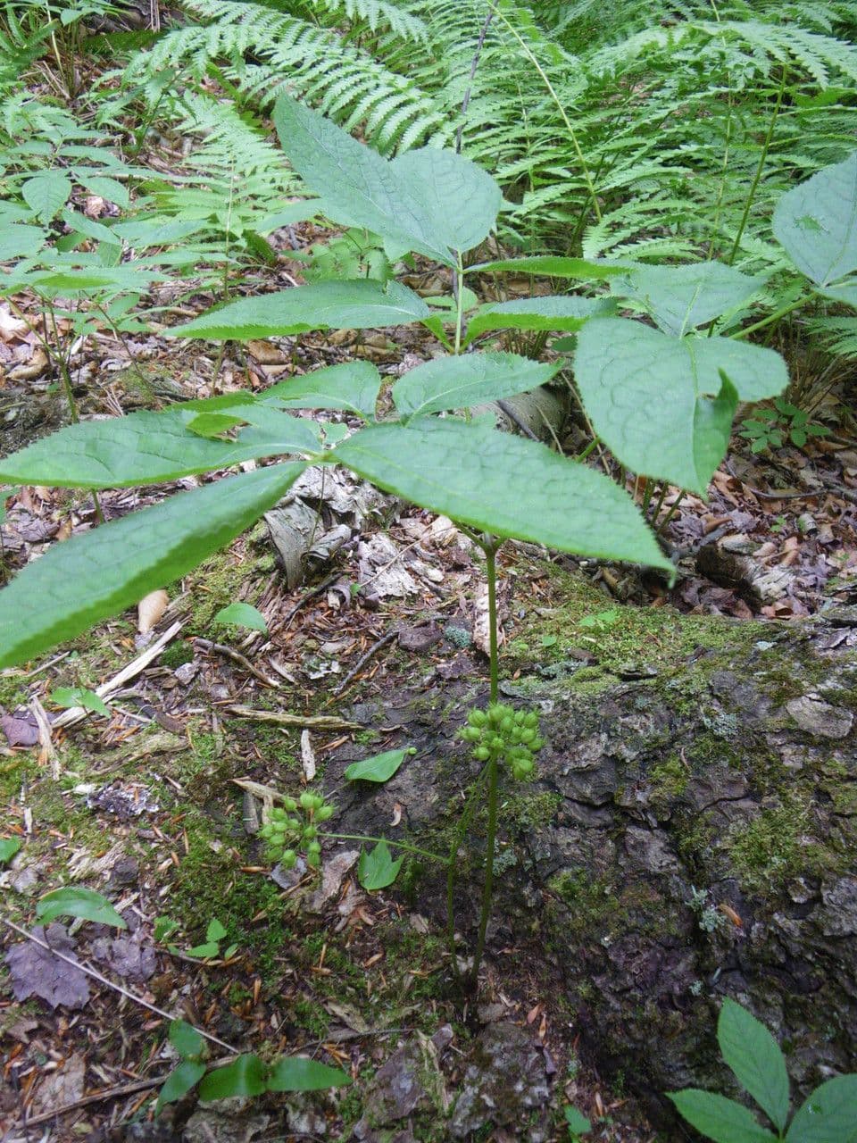 Aralia a stelo nudo 13