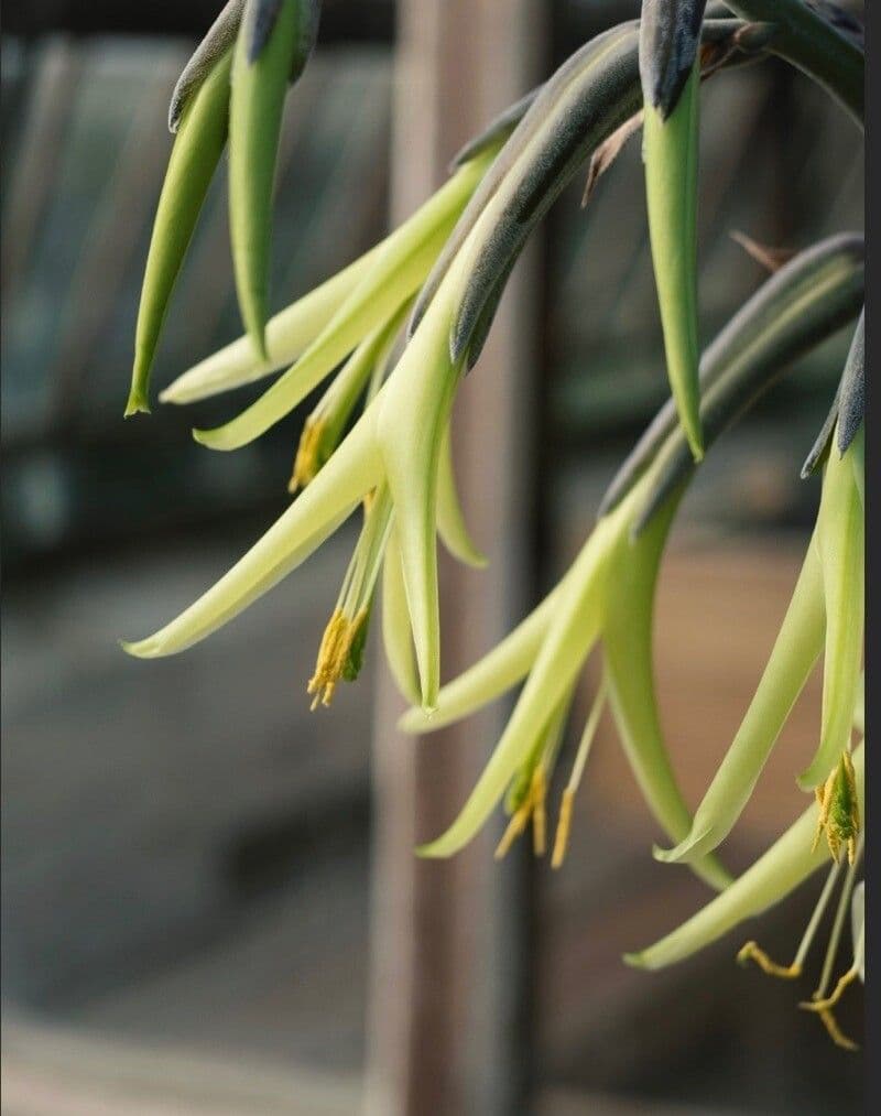 Puya 5