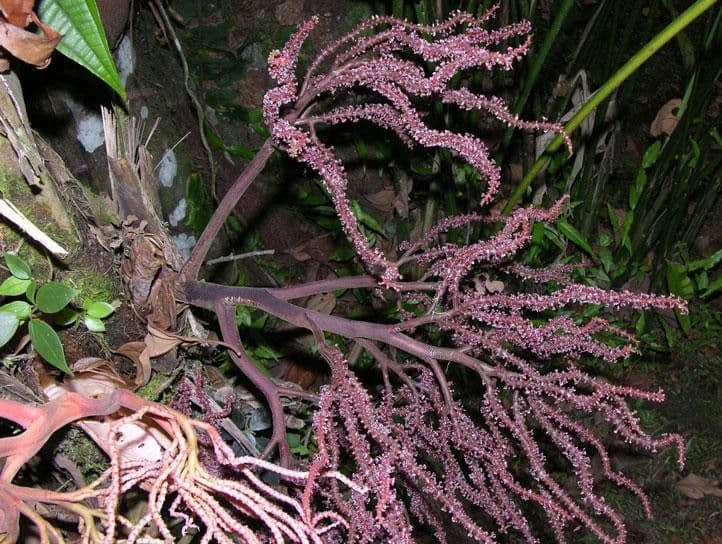 Geonoma interrupta 7