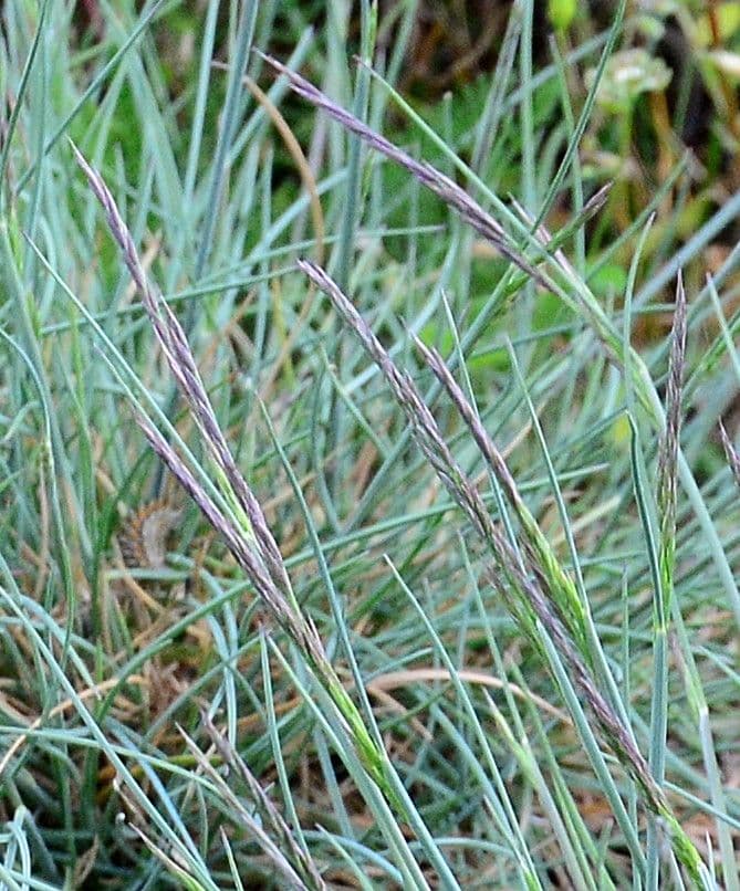 Kostřava arvernenská 9