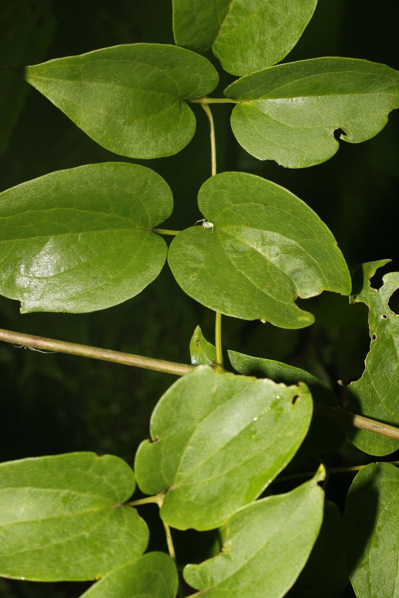 Clematis dioica 6