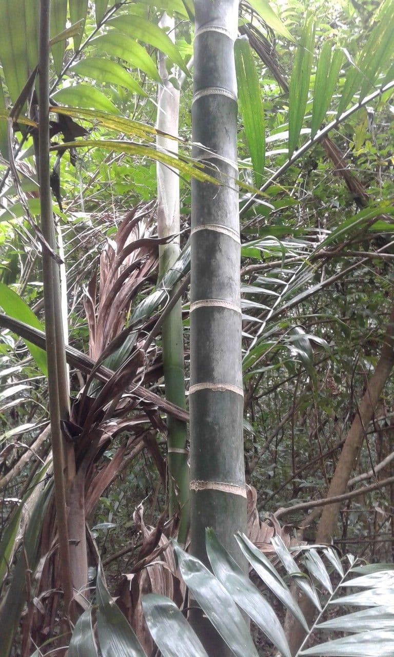 Dypsis 7
