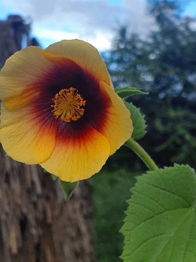 Abutilon 7