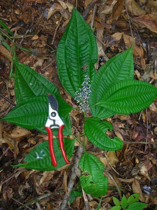Miconia 4