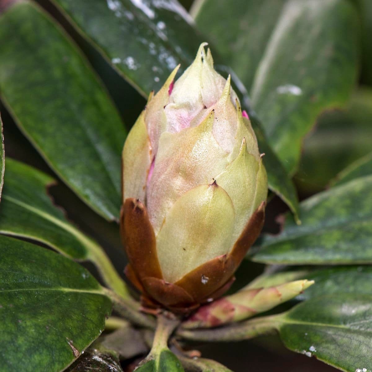 Rododendro 9