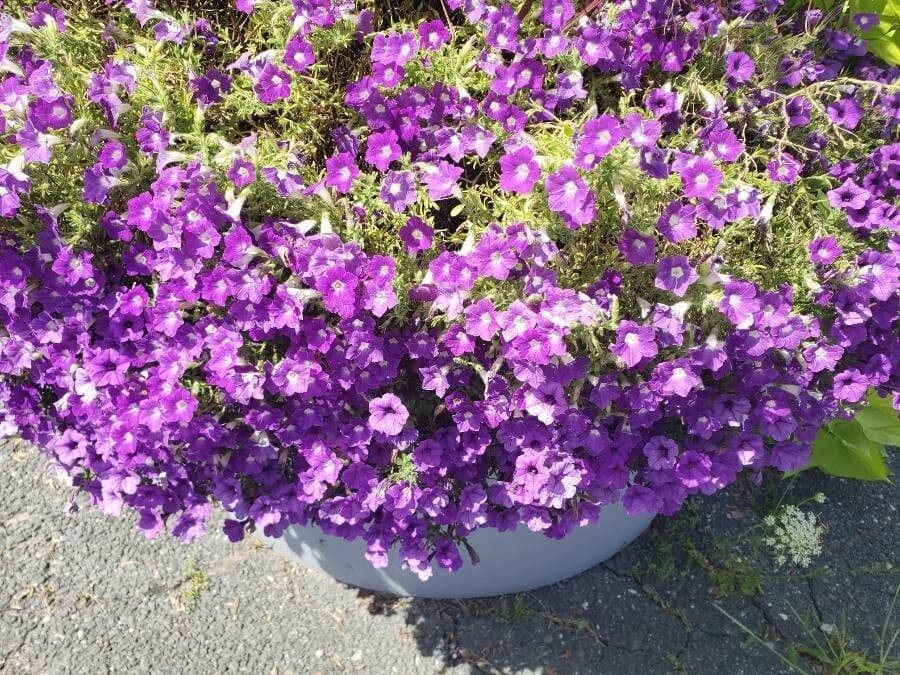 Petunia 8
