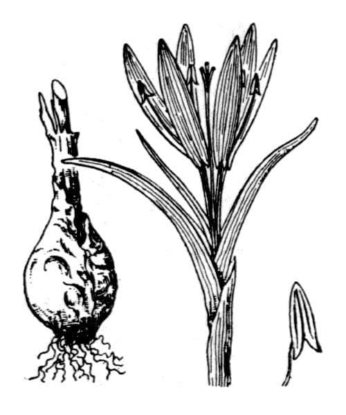 Frühlingsknotenblume 21