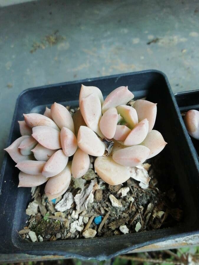 Graptopetalum 4