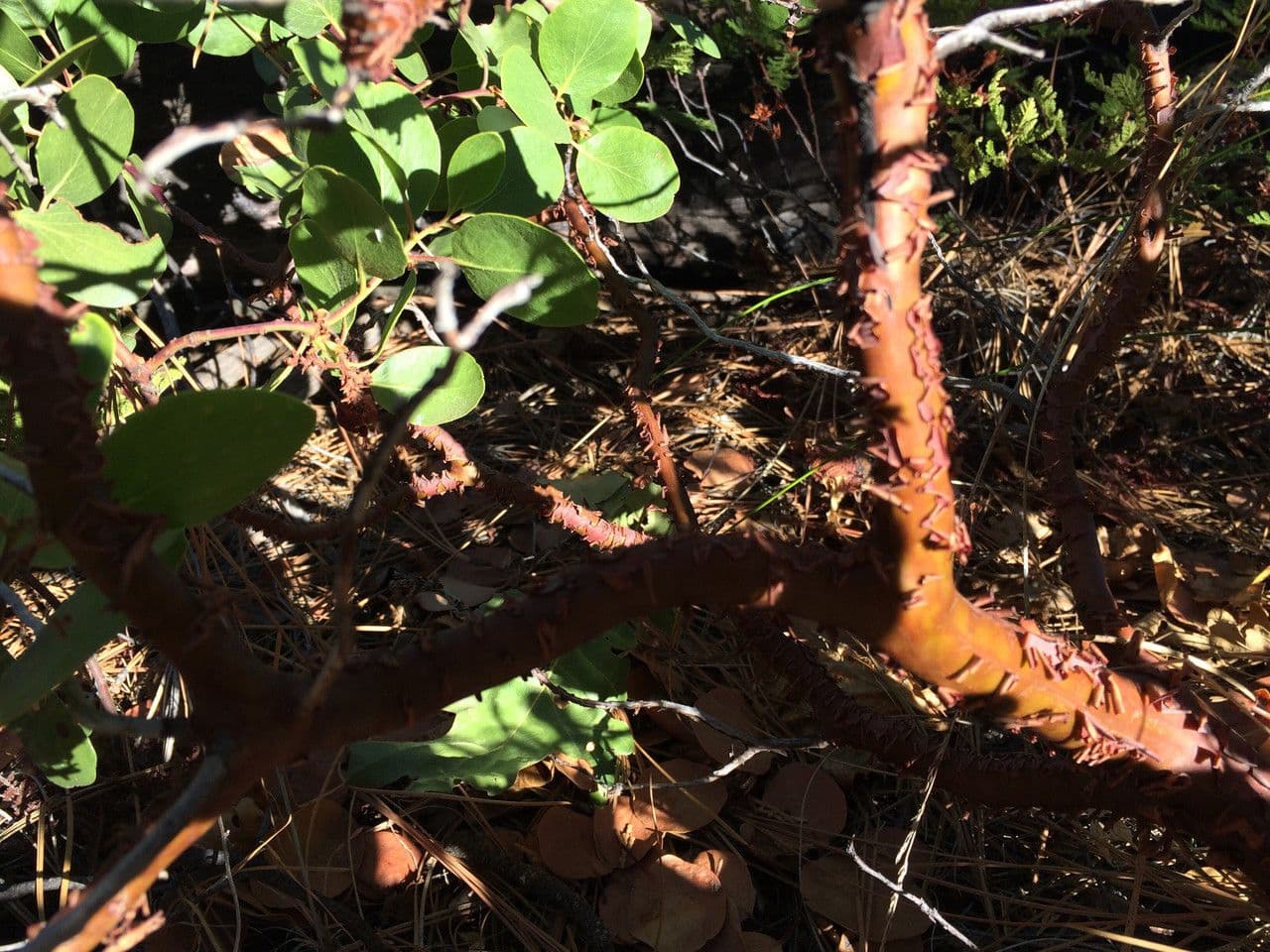 Arbutus patula 25