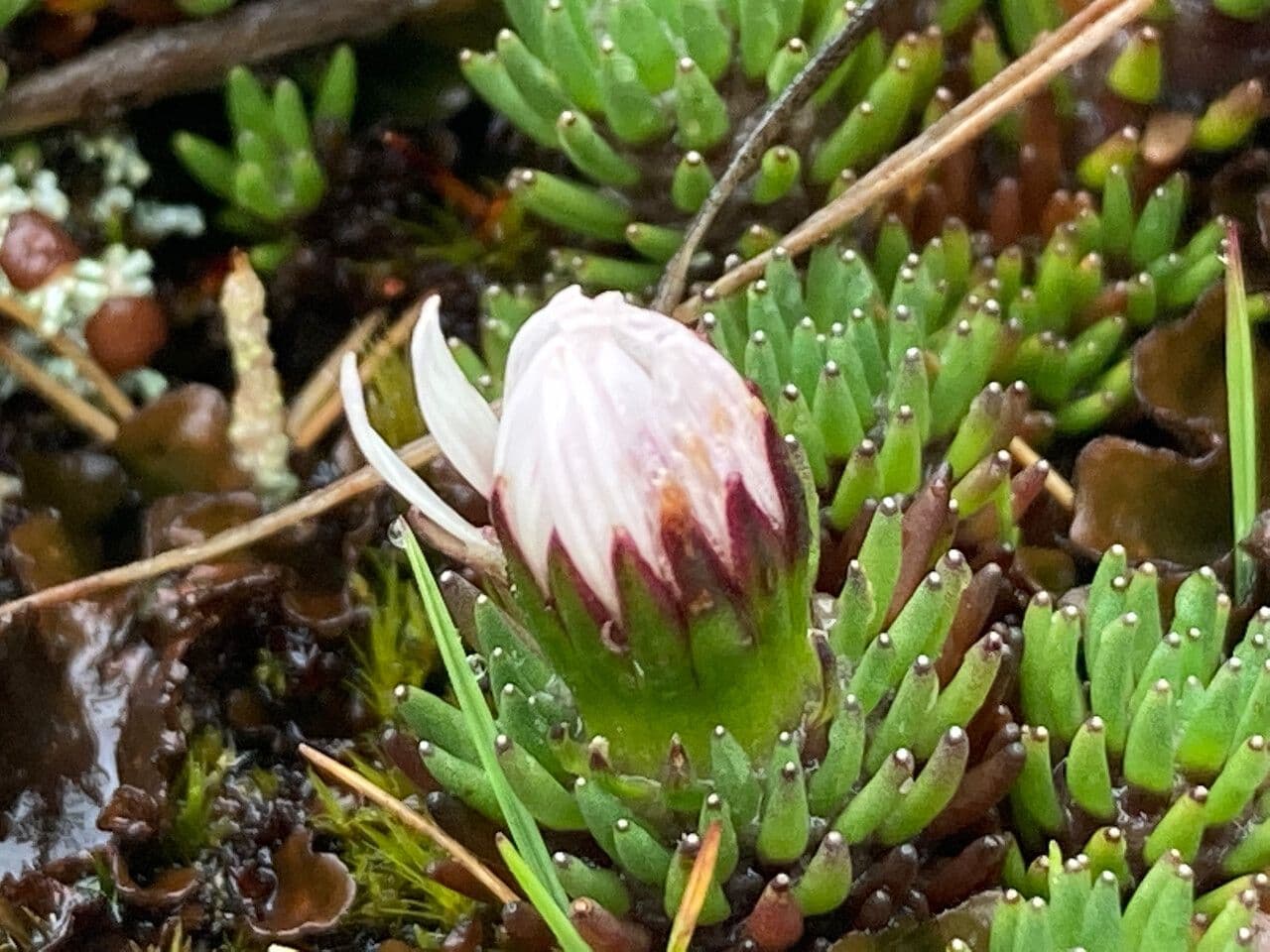 Xenophyllum 2